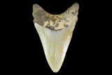 Fossil Megalodon Tooth - North Carolina #124926-2
